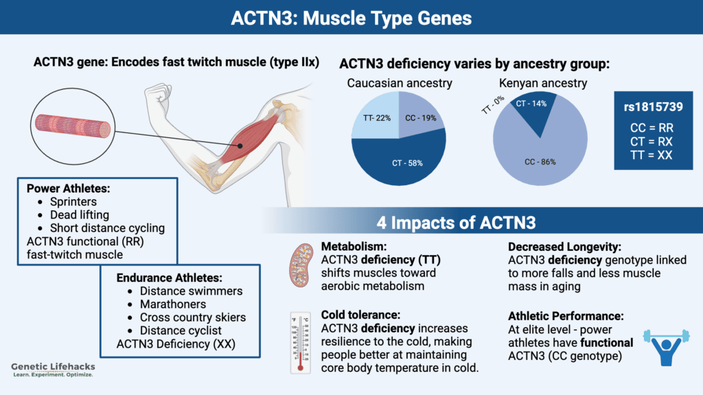 ACTN3 Muscle Gene Alleles Information.