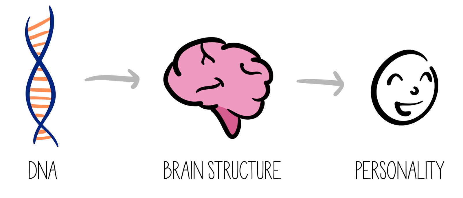 DNA affects brain structure which affects personality