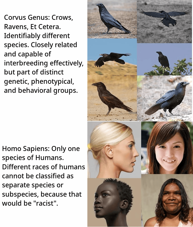 Birds vs Humans subspecies