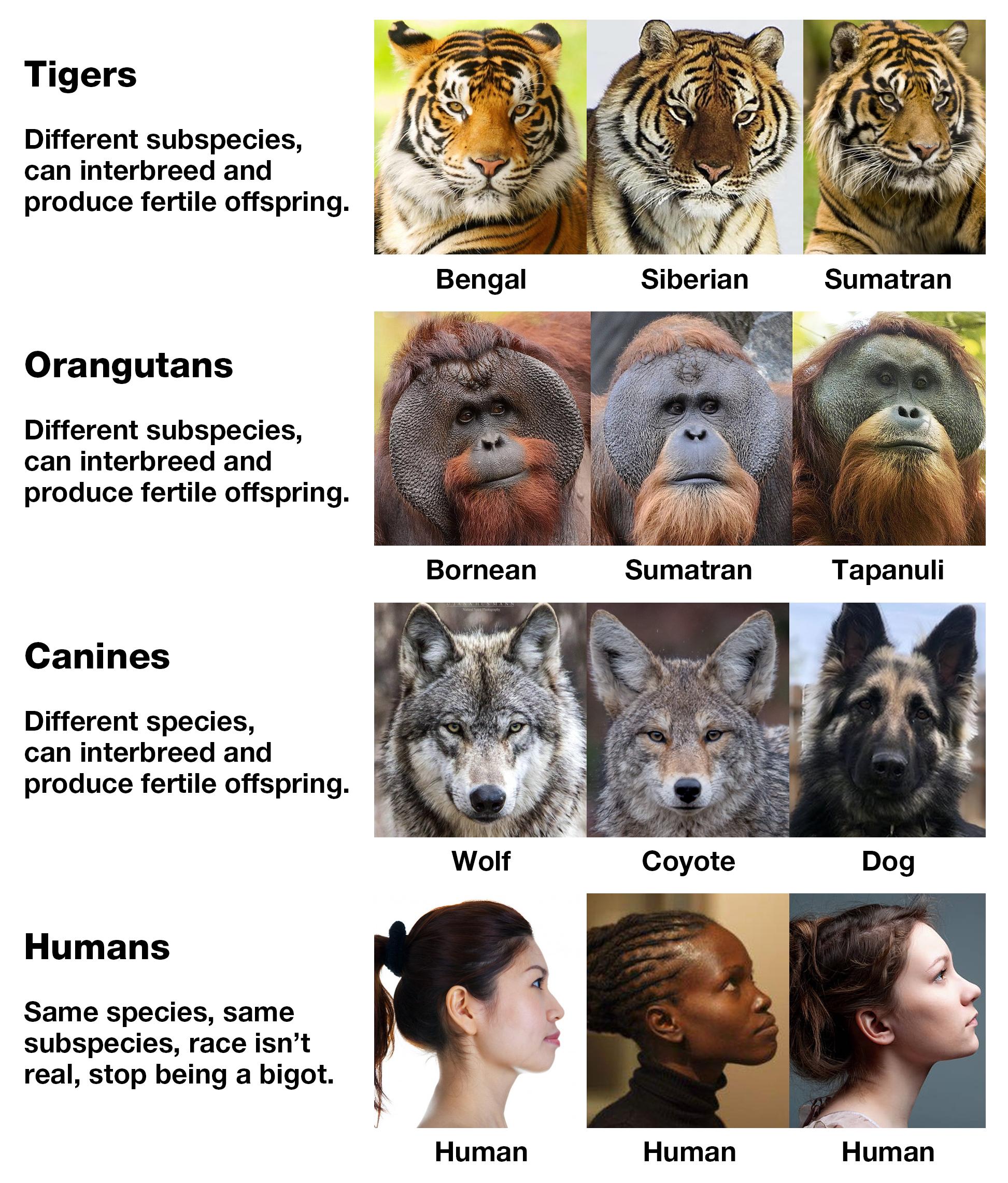 Humans have more genetic diversity than other animals who have distinct subspecies.