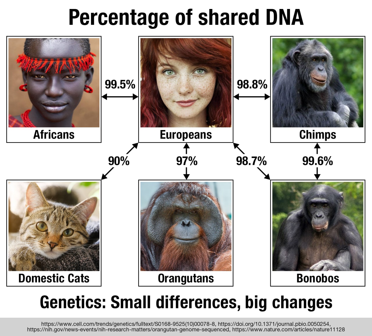 The genetics between Africans and Europeans differs by a total of 0.5%.