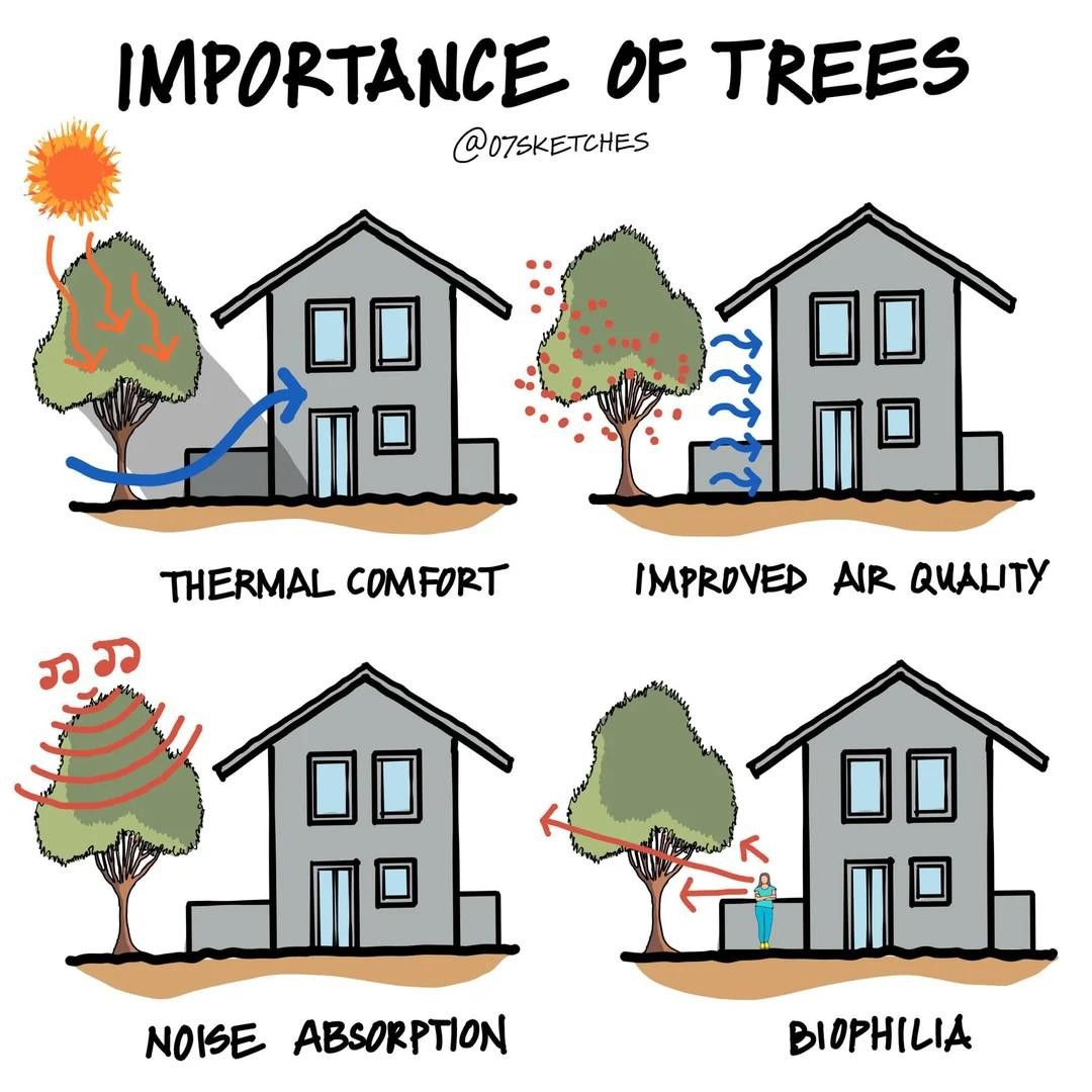 Trees have many important functions.